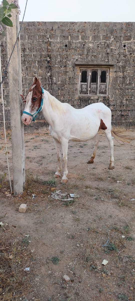 ચાલુ ફૂલેકાની ઘોડી વેચવા ની છે
