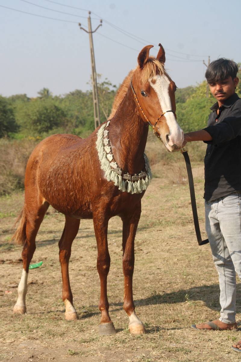 વેચવાની છે ને સાટા પણ કરવાના છે