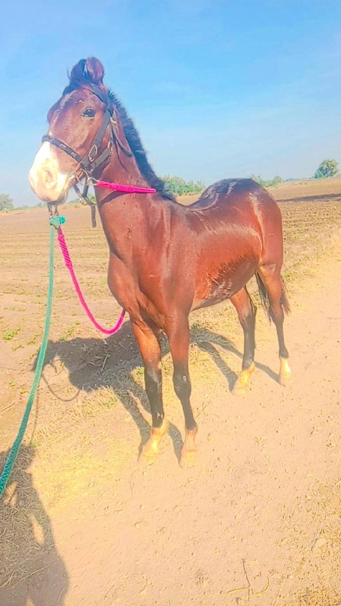 વશેરો