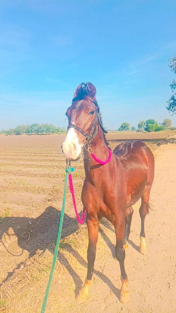 વશેરો