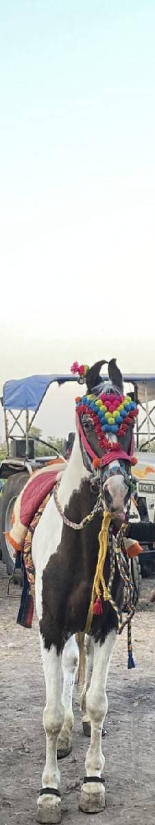 ghodi