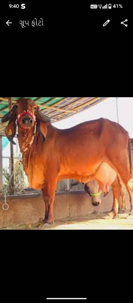 ગાય ના સાટા કરવા ના છે ઘોડી કે ઘોડો