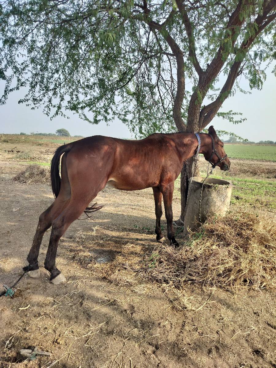 ઘોડો સૈ