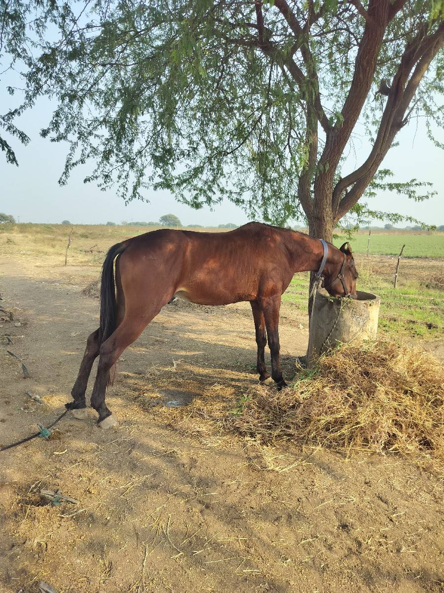 ઘોડો સૈ
