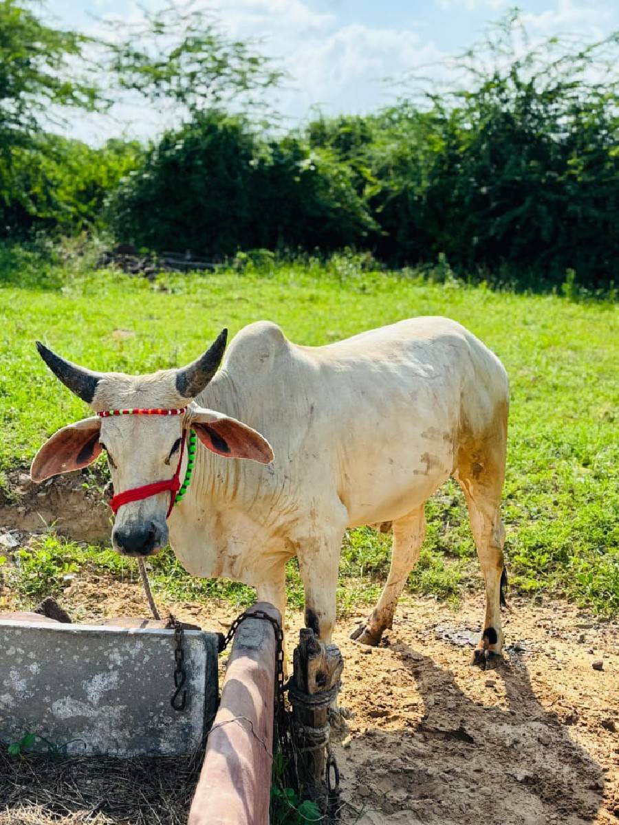 ગોઢલા વેચવા ના છે