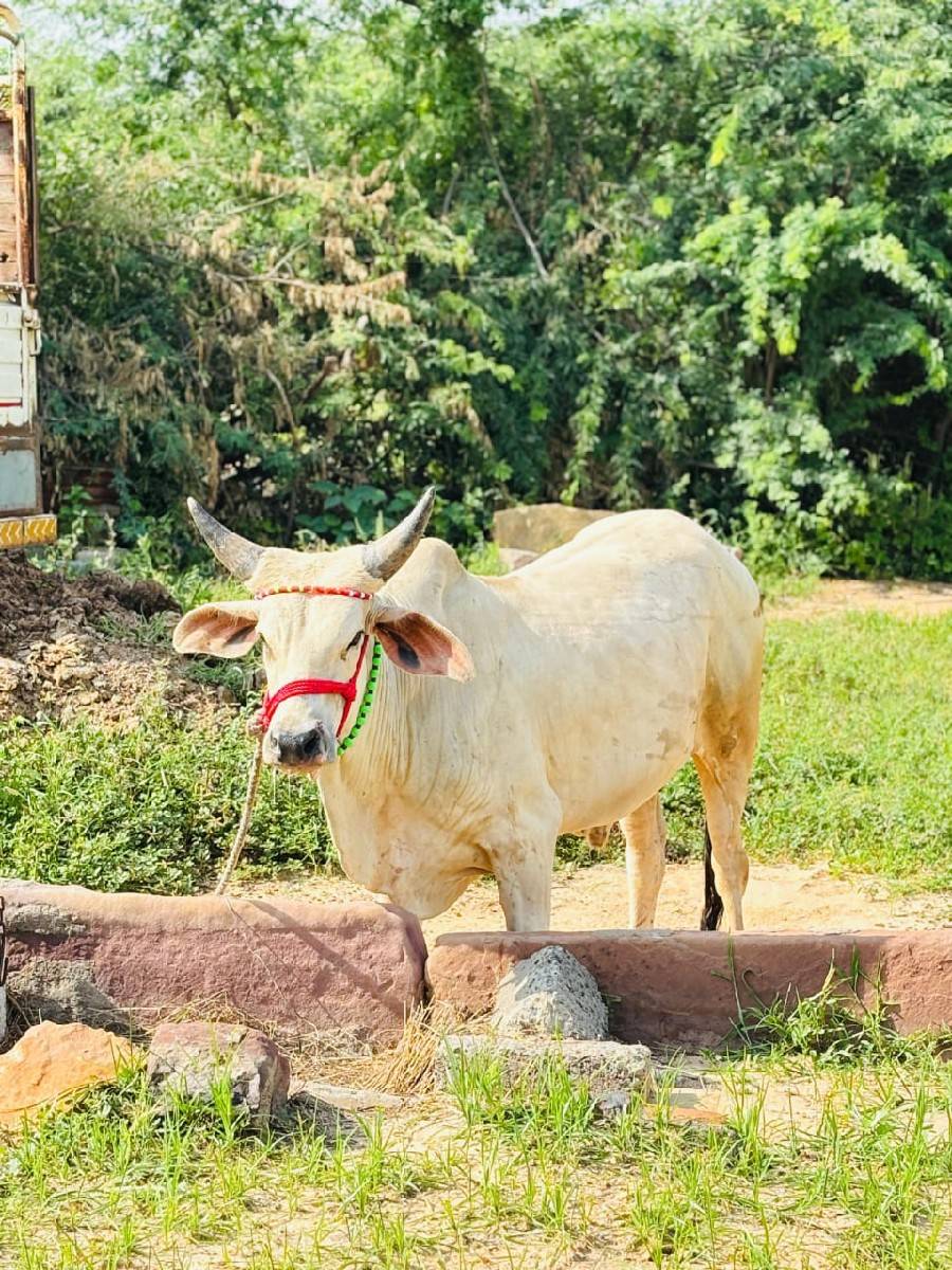 ગોઢલા વેચવા ના છે