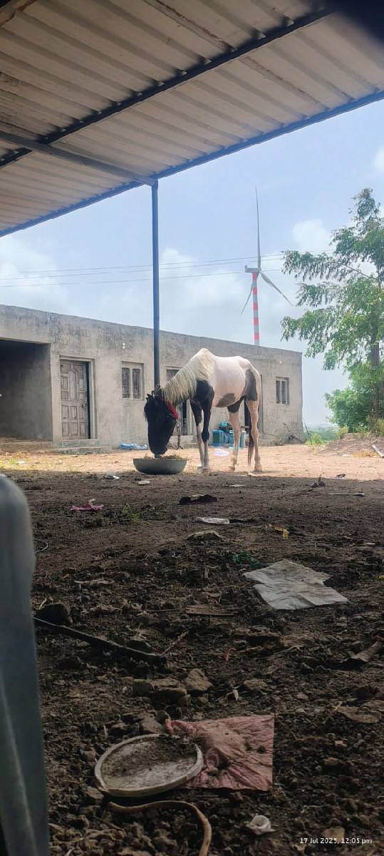 વસેરી વેચવા ની છે