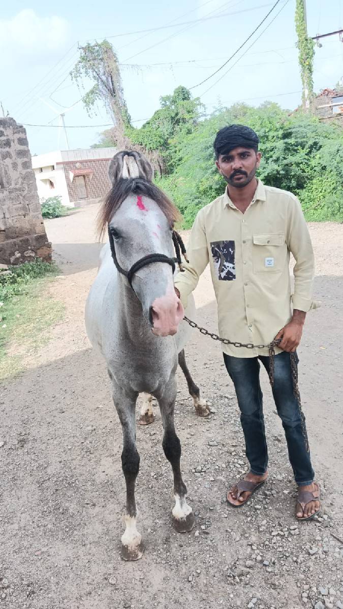 આ ધોડી યને વસેરી વેસવાની સે