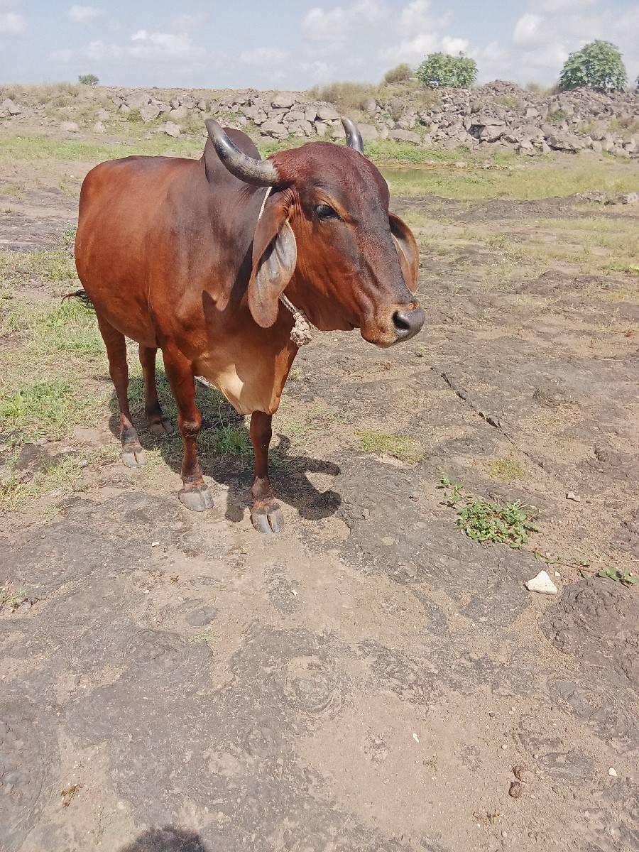 ગાય દેવાની છે સાટામાં