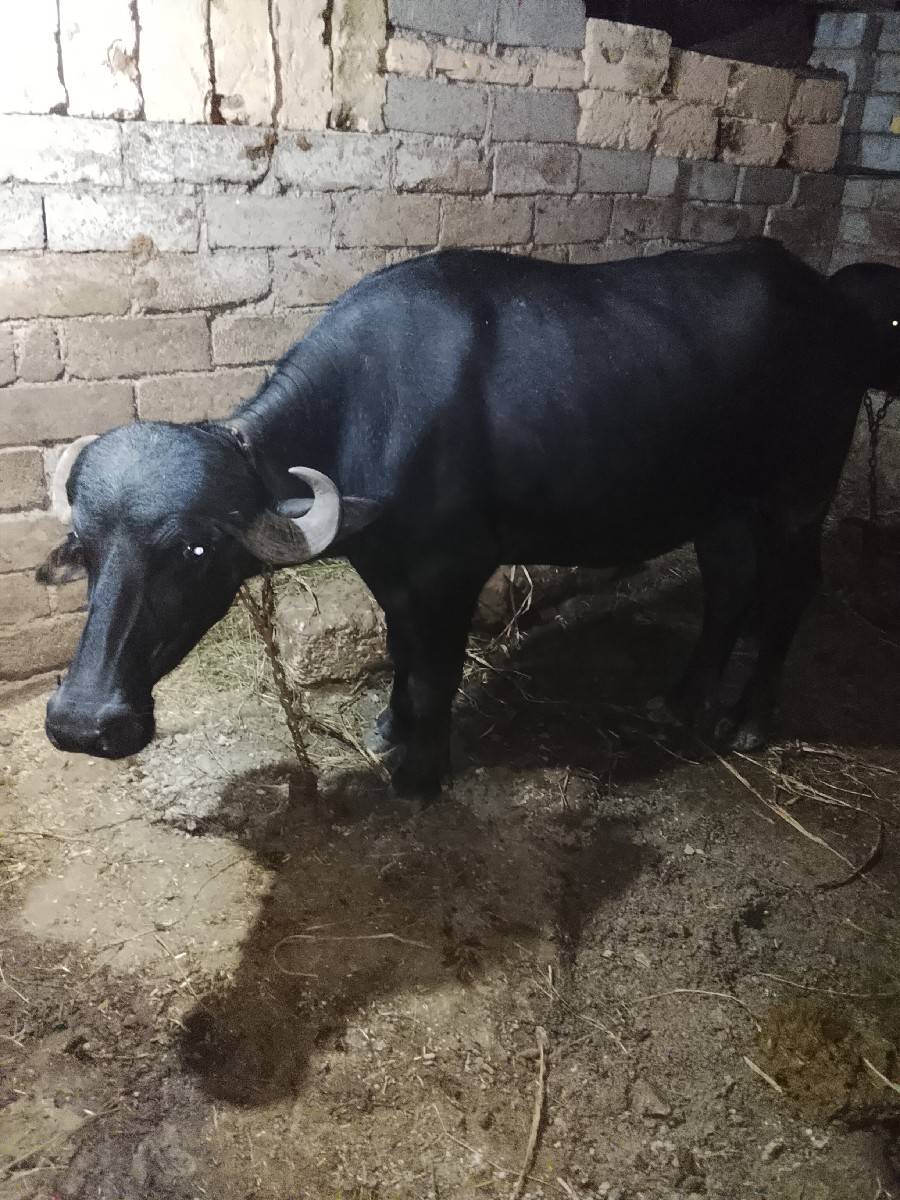 ખડાય ના સાટા કરવા છે ઘોડી સાથે