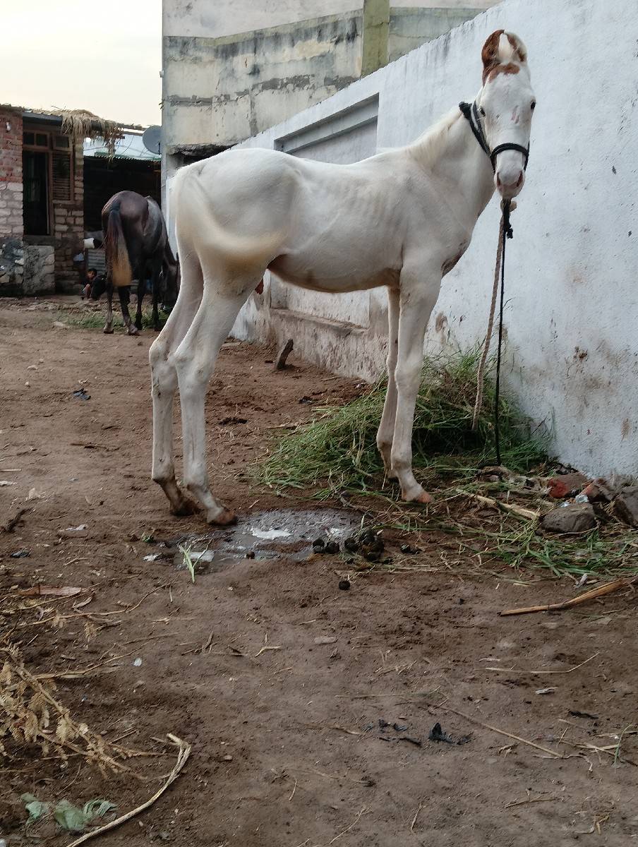 vasaro.3mahinano