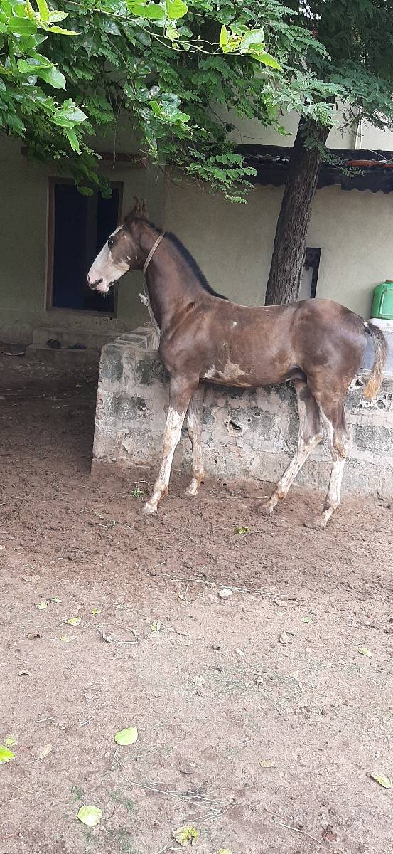 4મહીના નો છે