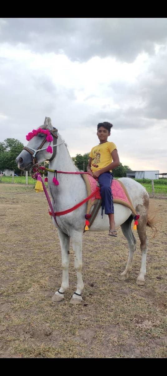 આ ધોડી વેસવાની સે સાટા કરવાના સે