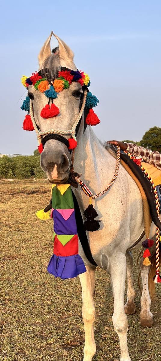 આ ધોડી વેસવાની સે સાટા કરવાના સે