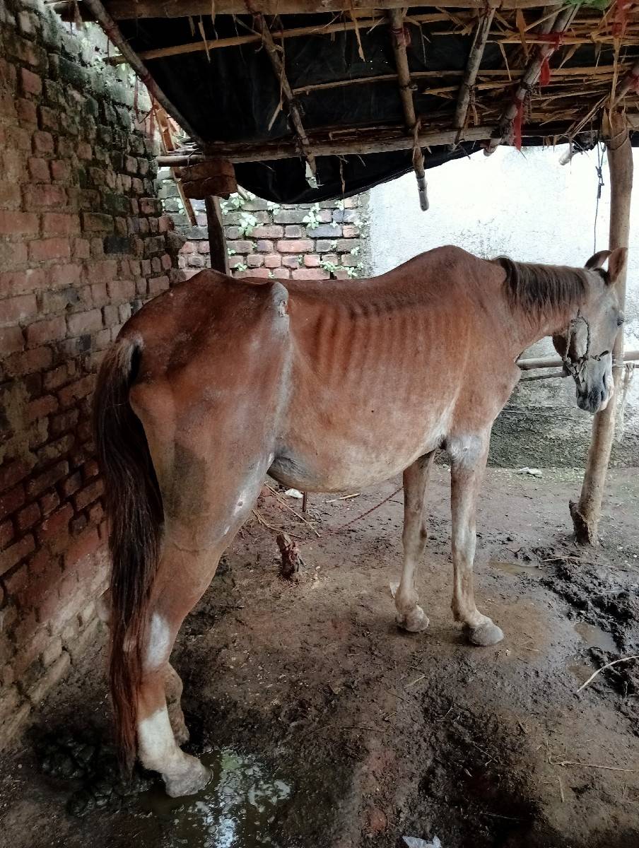 કબુતરી ધોડી દેવાની છે