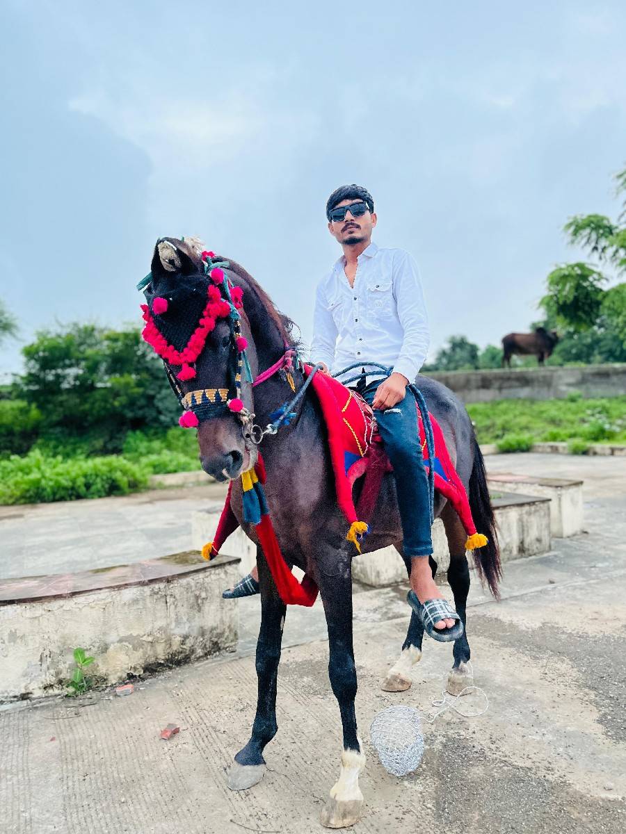 વછેરી ઘોડી વેચવાની છે