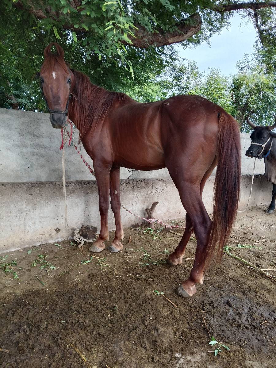 ઘોડો વેચવાનો સે