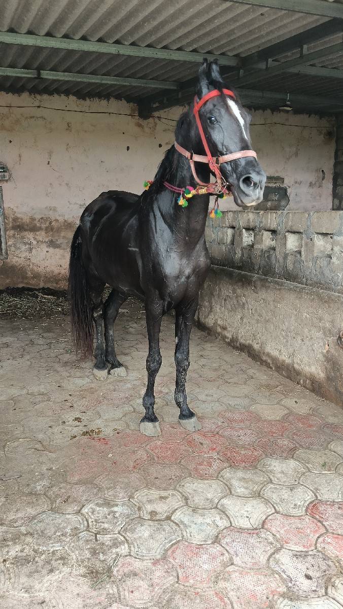 ઘોડી વેચવાની છે