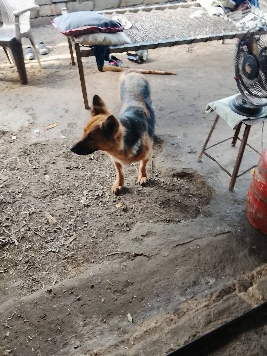આ ફીમેલ ના સાટા કરવા છે ઘોડી સાથે