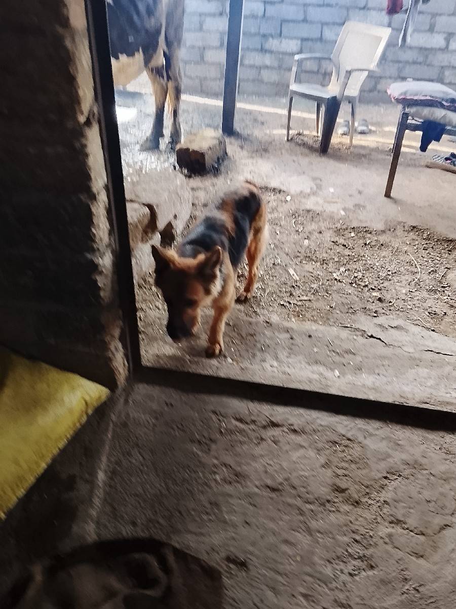 આ ફીમેલ ના સાટા કરવા છે ઘોડી સાથે