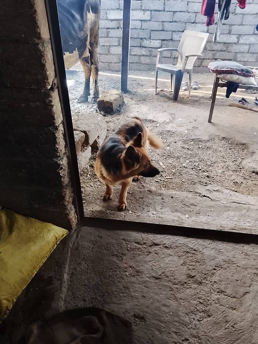 આ ફીમેલ ના સાટા કરવા છે ઘોડી સાથે