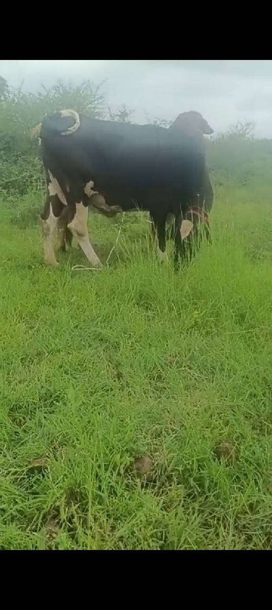 ગાયછૅવૅછૅરિકૅધૉડિનાશાટામાદૅવાનિ