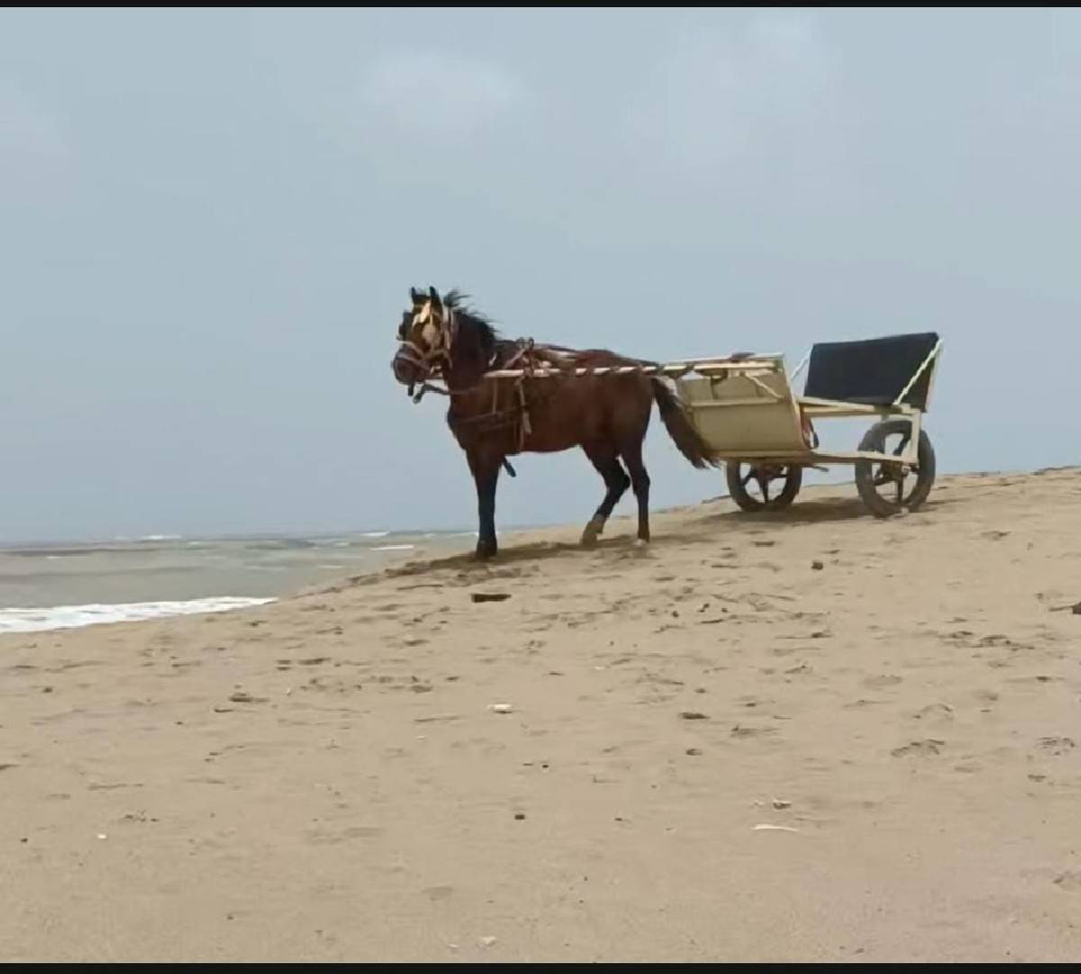 ઘોડો અને ઘોડાગાડી વેચવાની છે