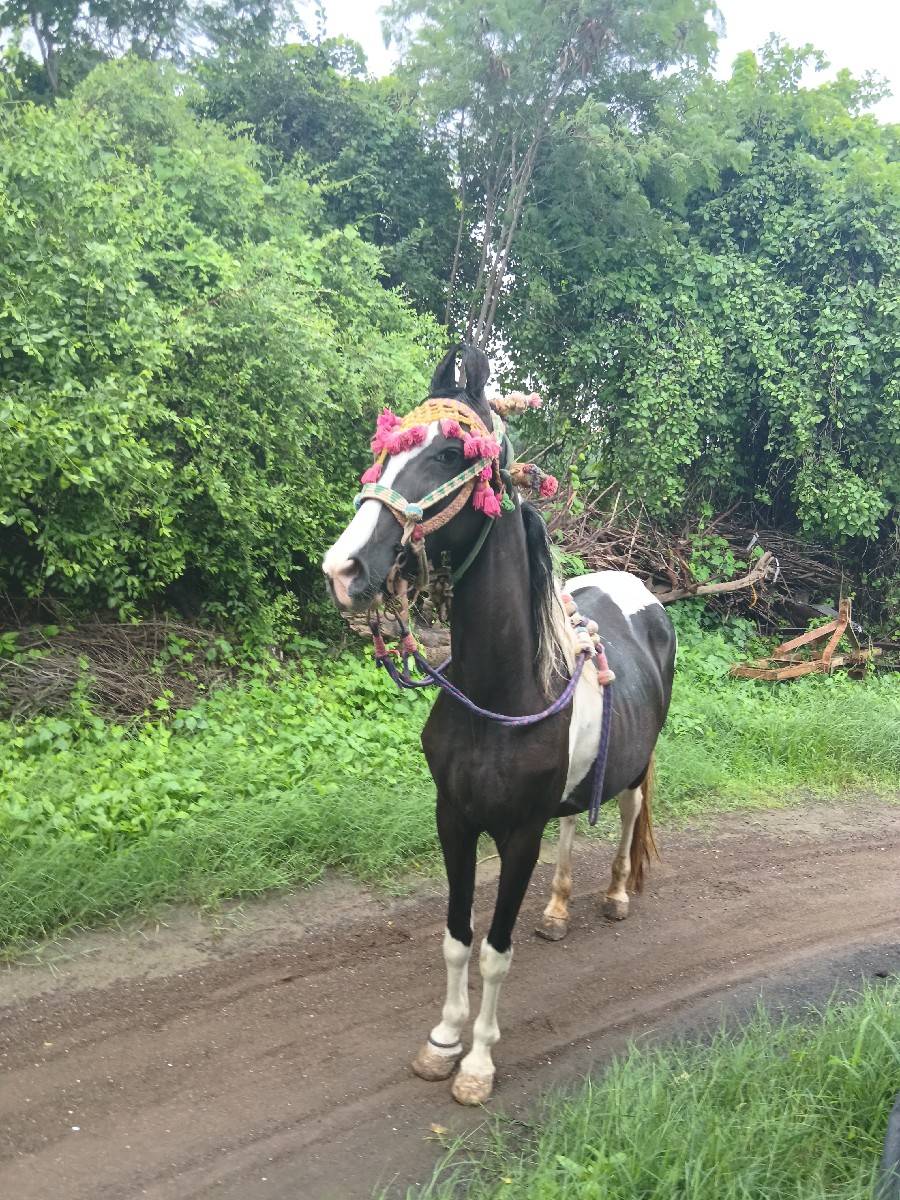 ઘોડી વેચવાની છે