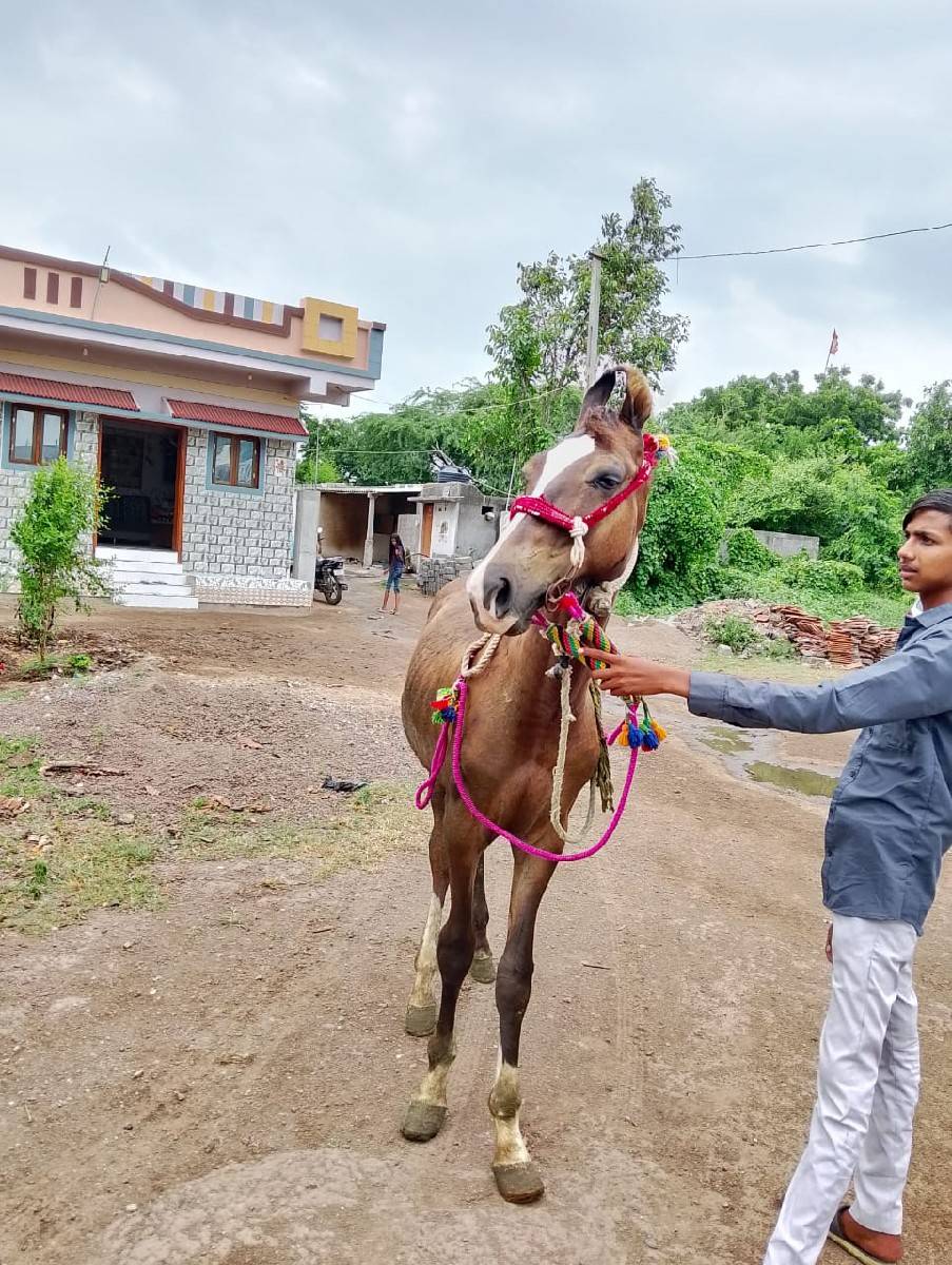 Osey Rana tamakhori levani ji