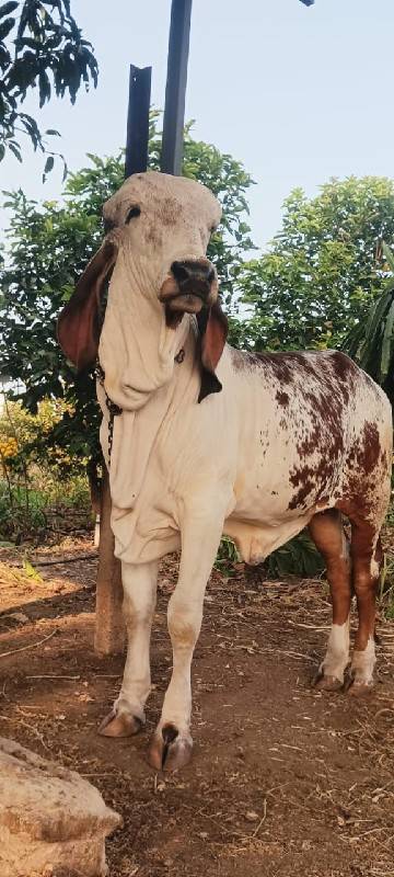 ગીર વાછડી વેચવાની છે