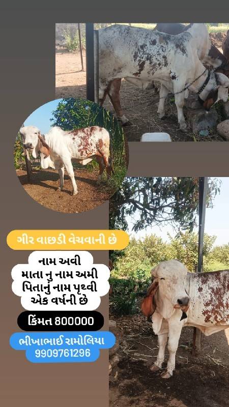 ગીર વાછડી વેચવાની છે