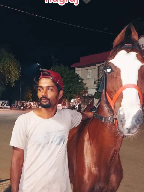 ઘોડો વેચવાનો છે