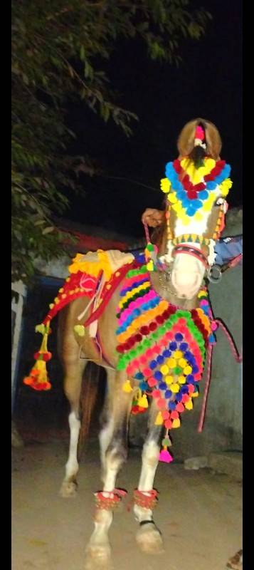 આ બેય વસેરીયૂ વેસવાની સે