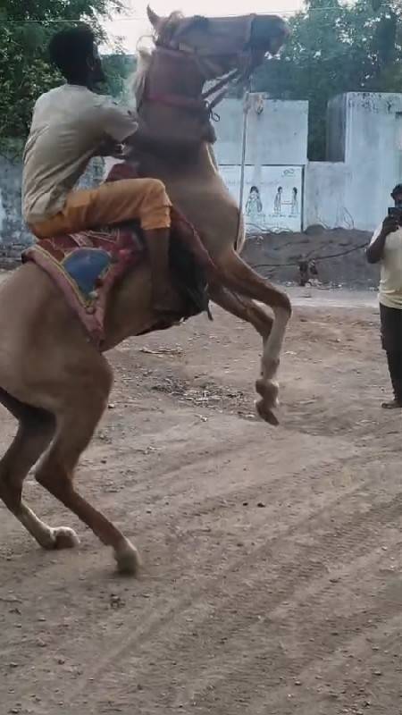 ઘોડી છે