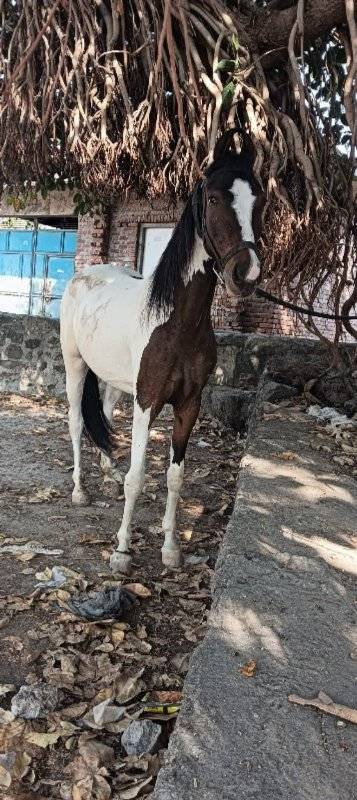 આ બેય વસેરીયૂ વેસવાની સે