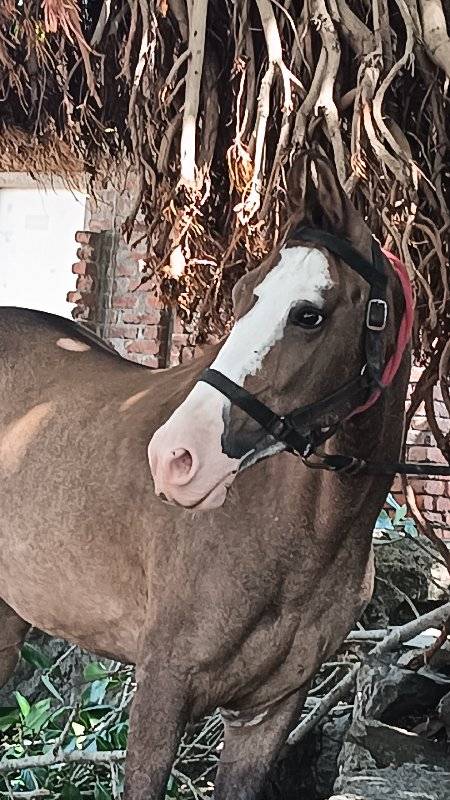 આ બેય વસેરીયૂ વેસવાની સે