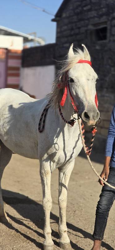 roji ghodi vechvani che
