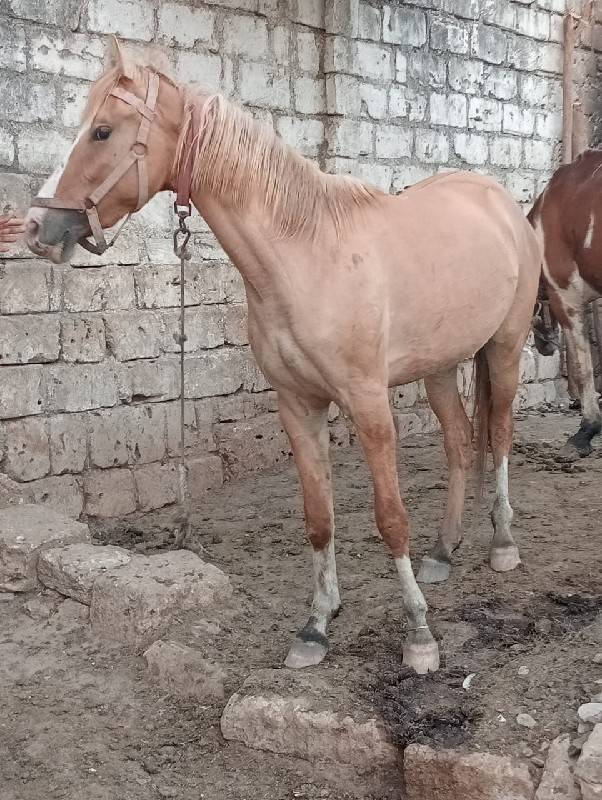 ઘોડી