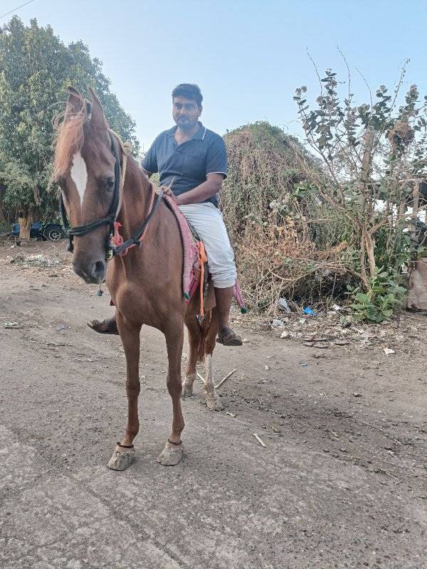 lal ghodi vechvani