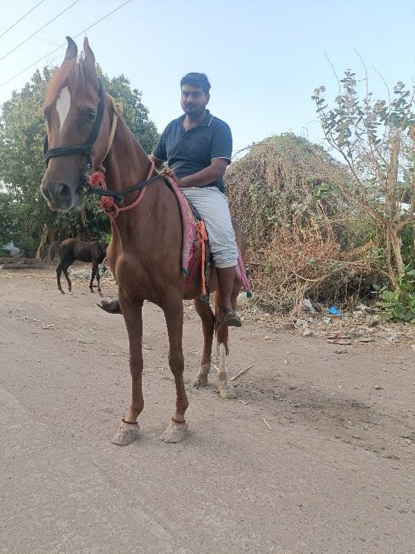 lal ghodi vechvani