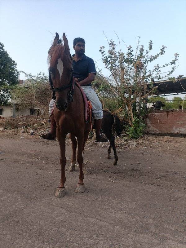 lal ghodi vechvani