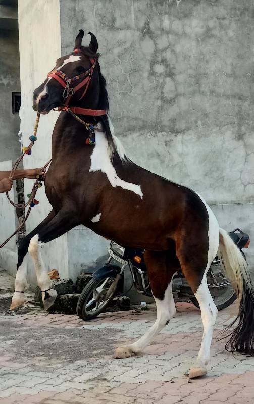 chetan barad