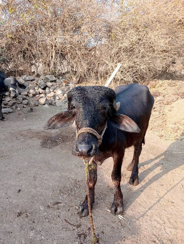 વશેરી અથવા વશેરો લેવાનો છે