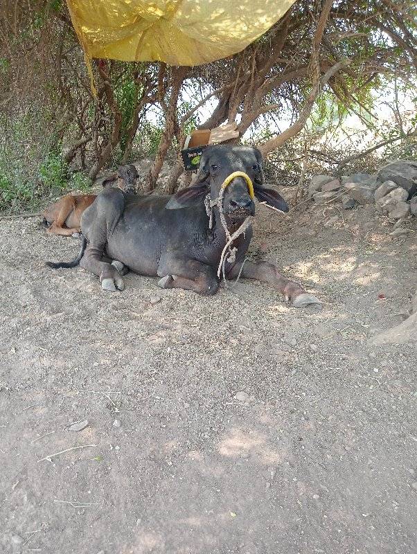 વશેરી અથવા વશેરો લેવાનો છે