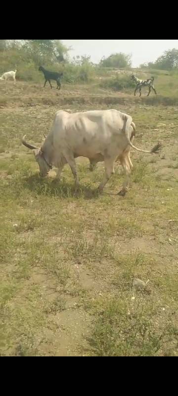 ગાય નું સાટૂ કરવા નું છે