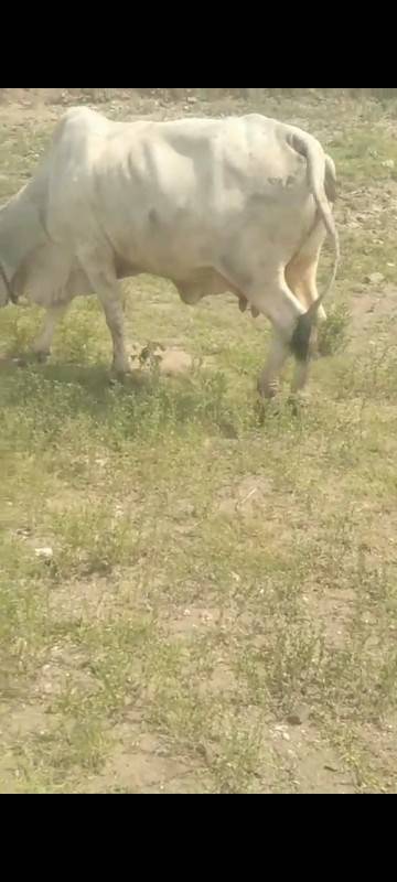 ગાય નું સાટૂ કરવા નું છે