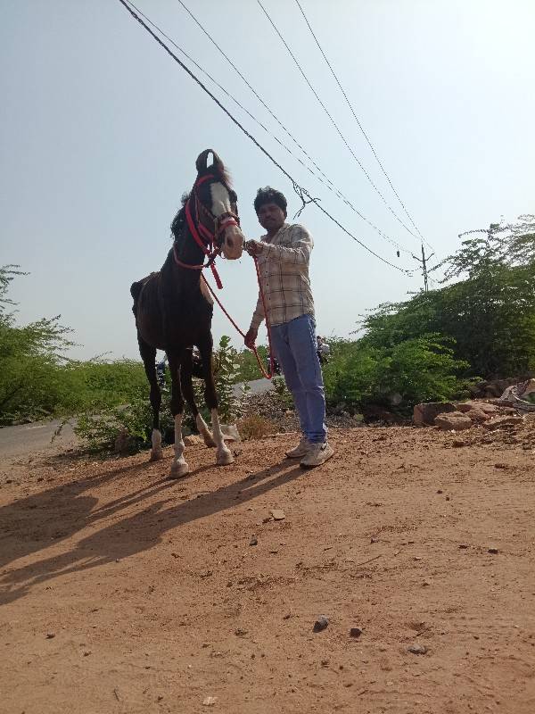 9879161587 
વનરાજ ભાઇ