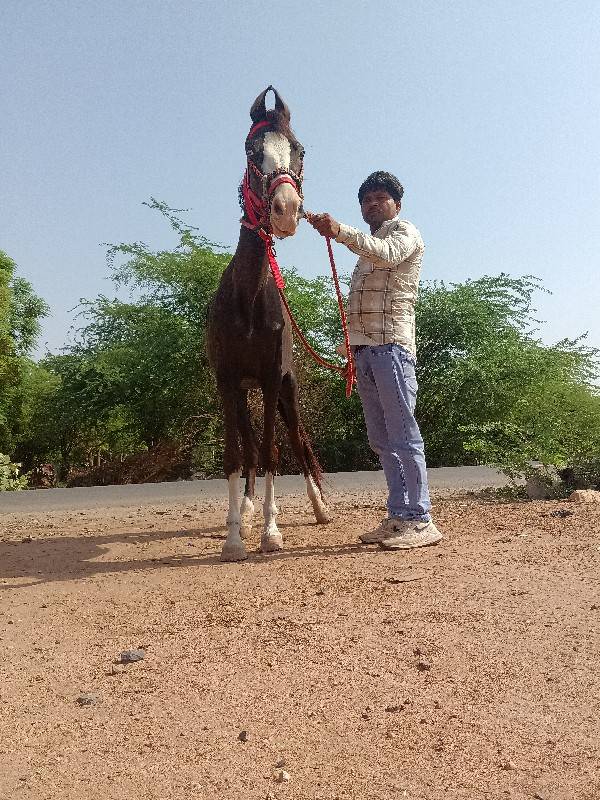 9879161587 
વનરાજ ભાઇ