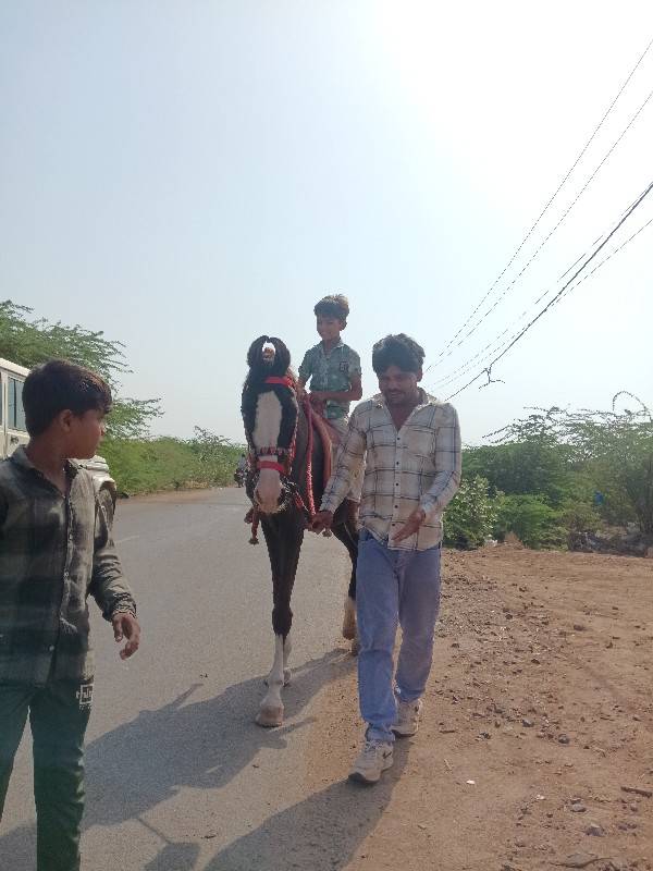 9879161587 
વનરાજ ભાઇ