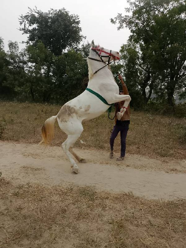 ઘોડી